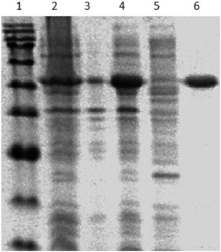 Composition for screening anti-tuberculosis drugs, and screening model and screening method