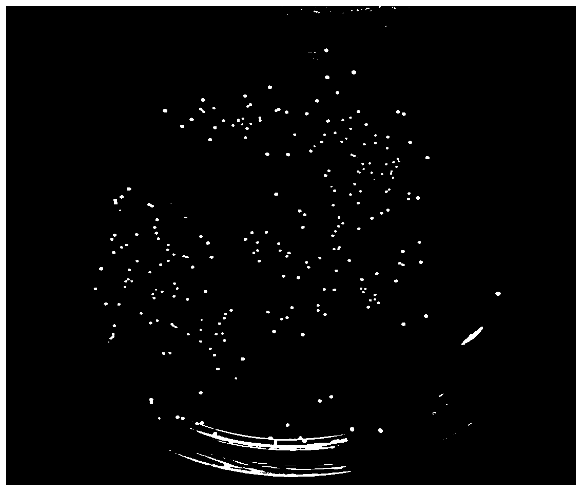 Ethanol-tolerant lactobacillus plantarum and application thereof in fermented food