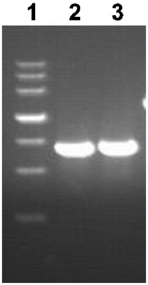 Purification method of pseudomonas aeruginosa vaccine recombinant protein Vac11