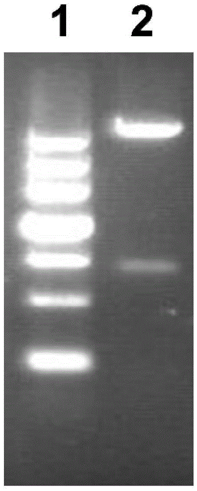 Purification method of pseudomonas aeruginosa vaccine recombinant protein Vac11