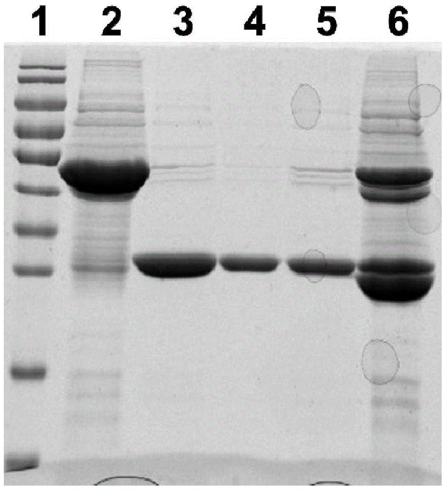 Purification method of pseudomonas aeruginosa vaccine recombinant protein Vac11