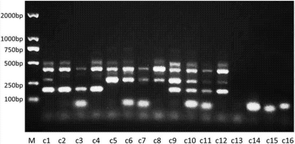 Whole-set primer for detecting polymorphism of rs11190870 in human genome and application of whole-set primer