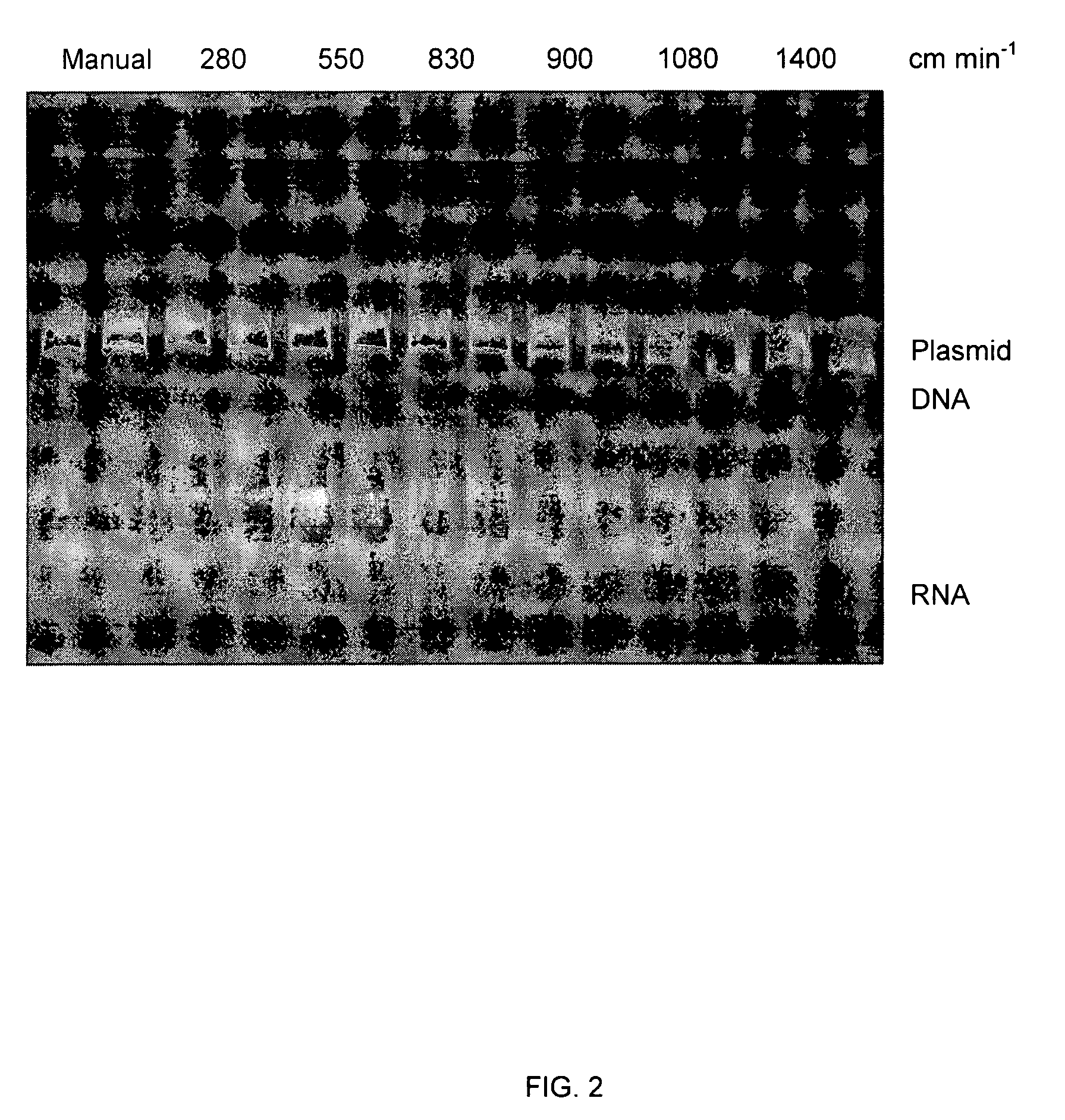 Method for producing extra-chromosomal nucleic acid molecules