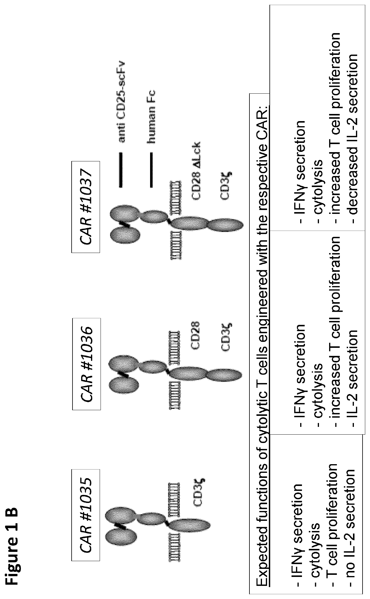 Cd25-specific chimeric antigen receptors and their uses