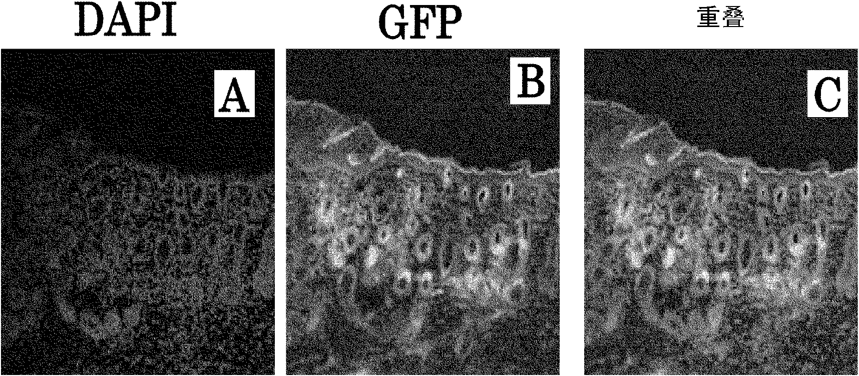 Pharmaceutical agent for promoting functional regeneration of damaged tissue