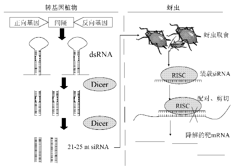 Method for enhancing aphid resistance of plant