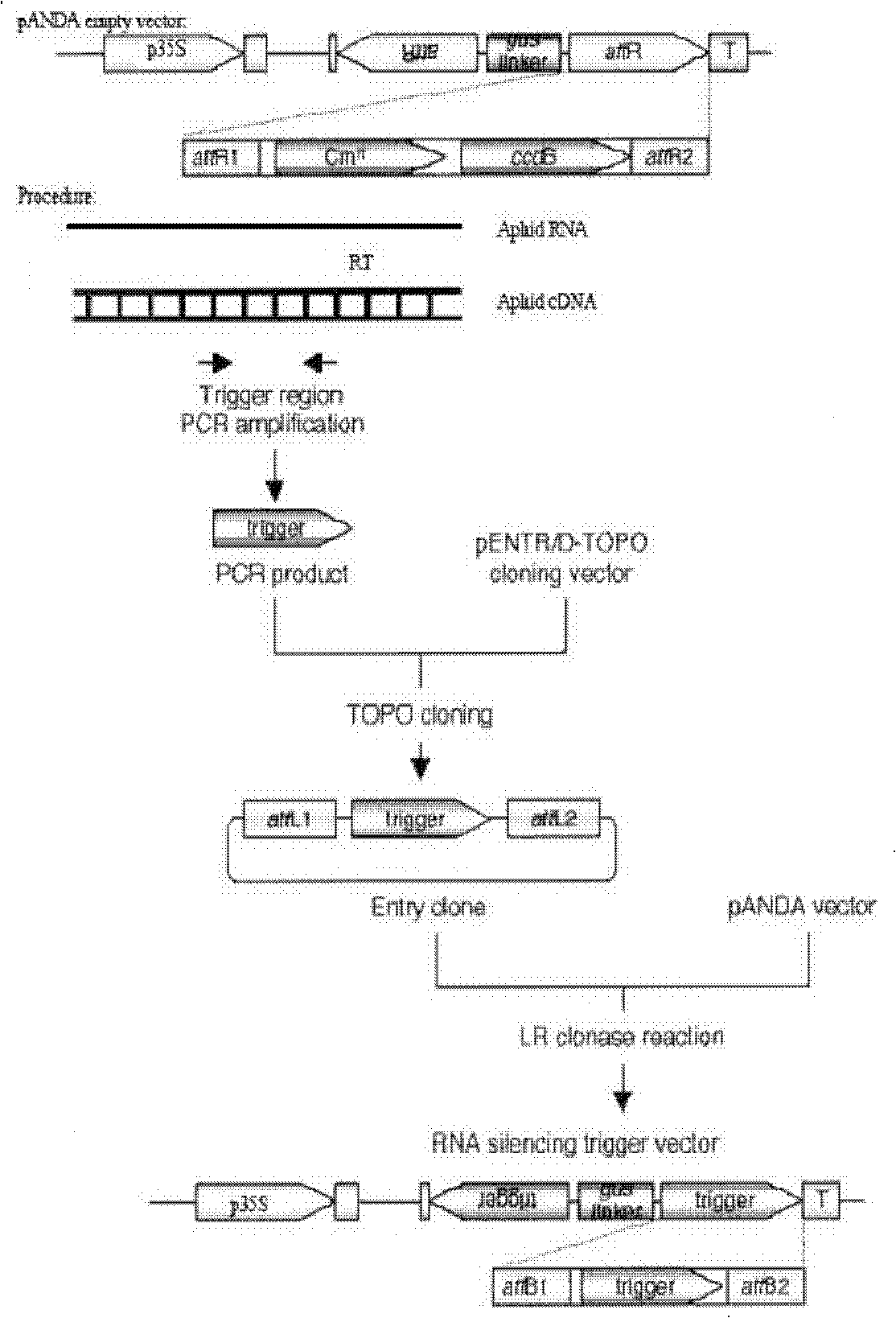 Method for enhancing aphid resistance of plant