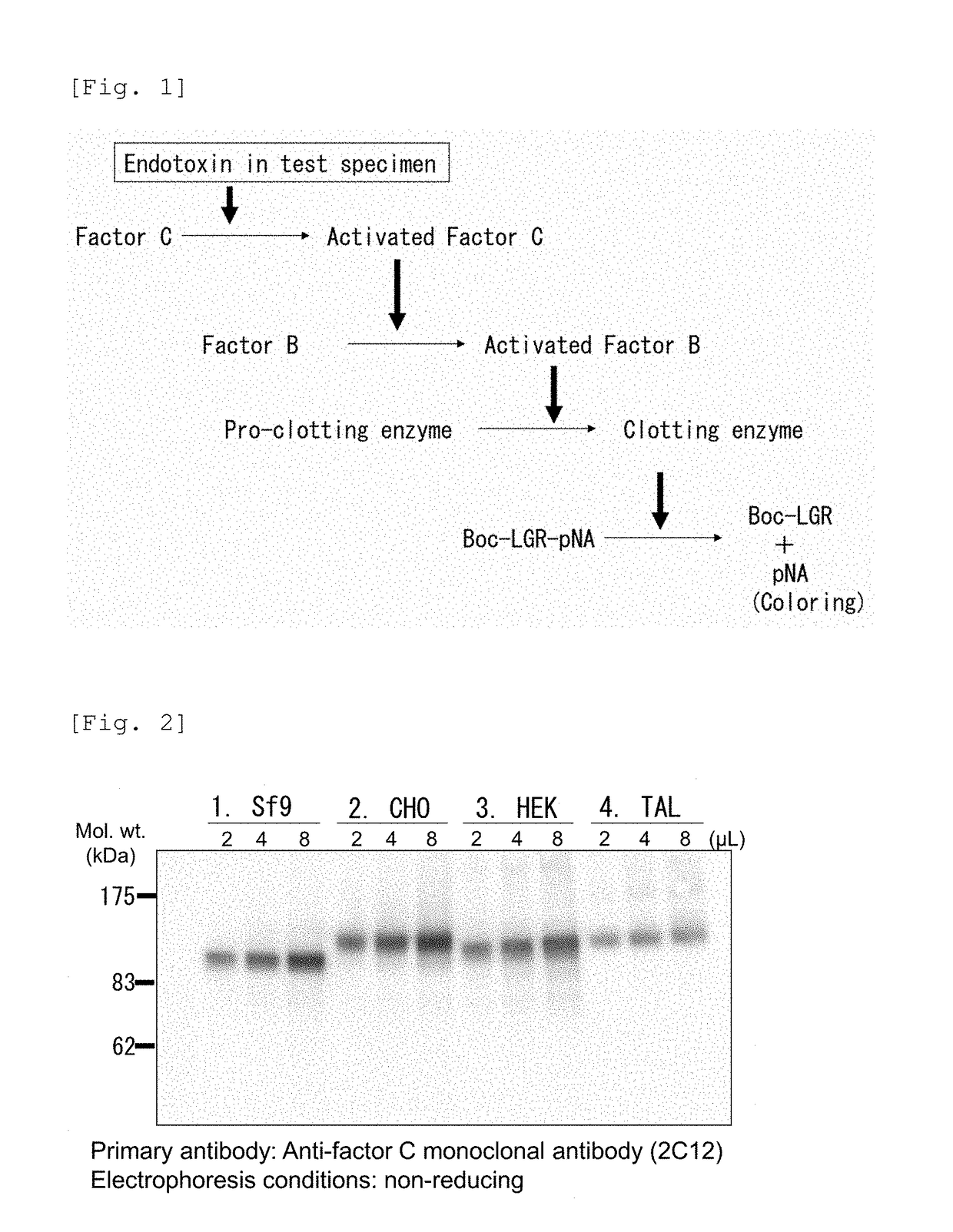 Recombinant Factor C and method for producing the same, and method for measuring endotoxin