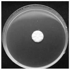 Metarhizium rileyi and biological control method and application of Metarhizium rileyi in pupal stage of spodoptera frugiperda