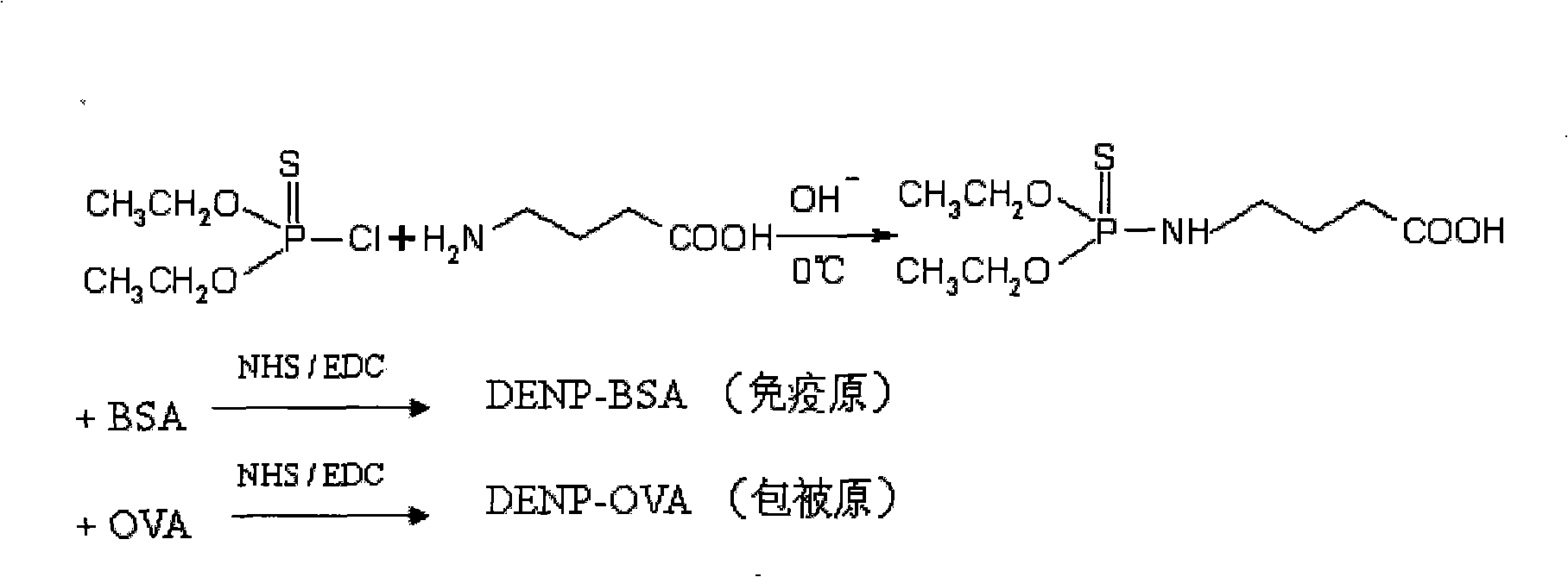 Antibody preparation method capable of detecting multiple organophosphorus pesticide residuals