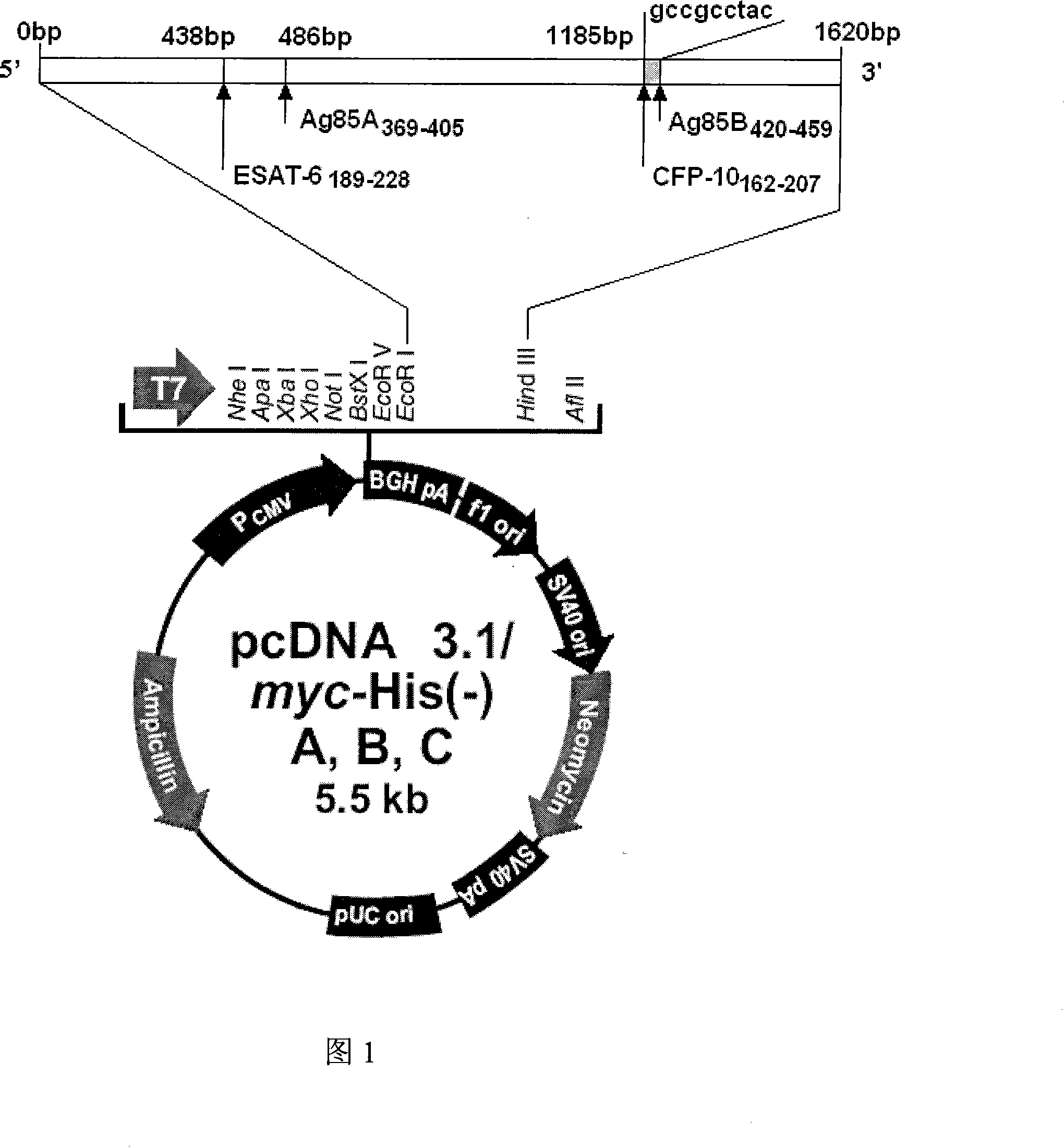 Tuberculosis gene vaccine based on T cell epitope as well as preparation method and use thereof