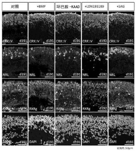 Method for amplifying cone photoreceptors or rod photoreceptors by using dorsalization signal transmitter or ventralization signal transmitter