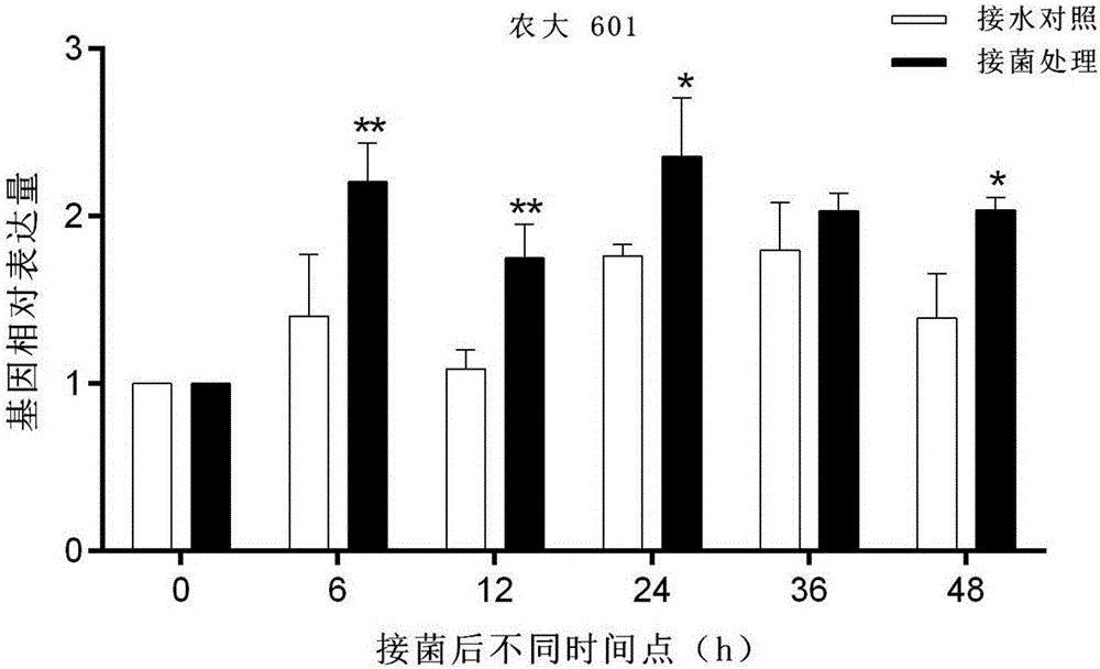 Cotton ascorbic acid peroxidase gene APX and application thereof