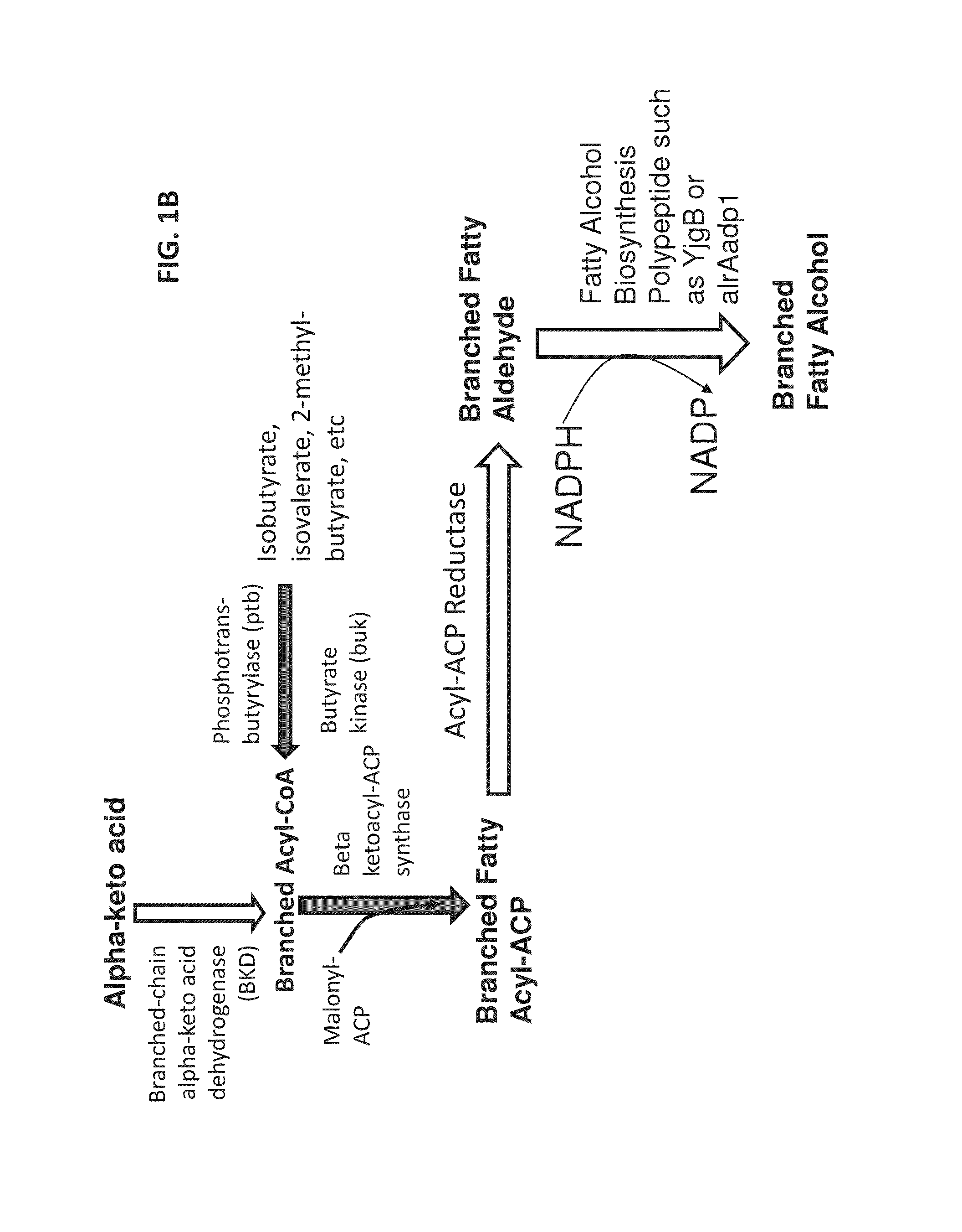 Surfactant and cleaning compositions comprising microbially produced branched fatty alcohols