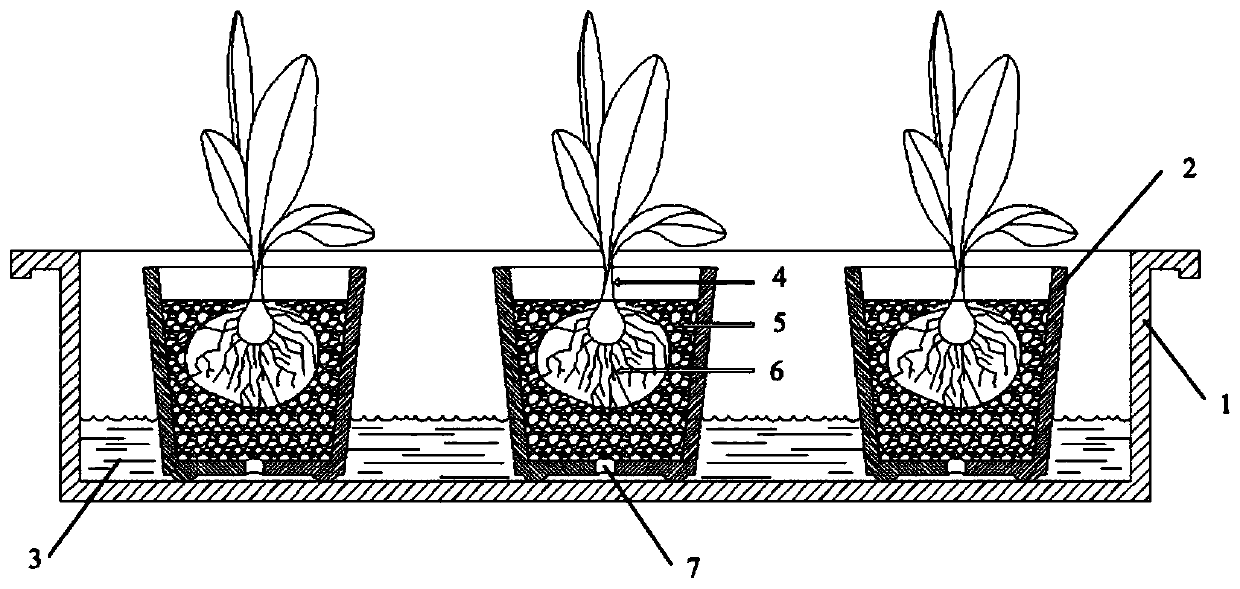 System and method for fast identifying disease resistance of banana fusarium wilt by soilless culture technology