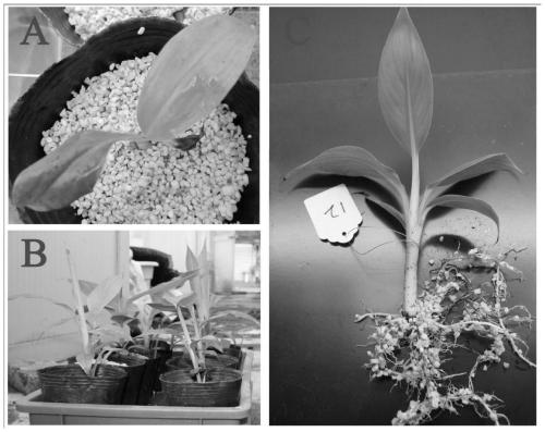 System and method for fast identifying disease resistance of banana fusarium wilt by soilless culture technology