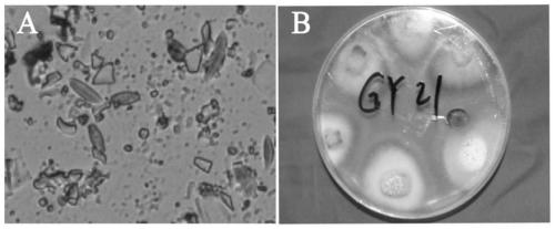 System and method for fast identifying disease resistance of banana fusarium wilt by soilless culture technology