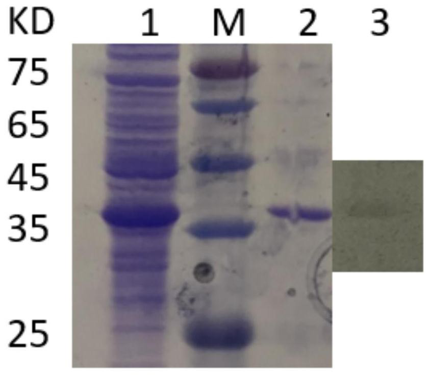 Antigen composition for detecting mycoplasma bovis antibody, kit and application thereof