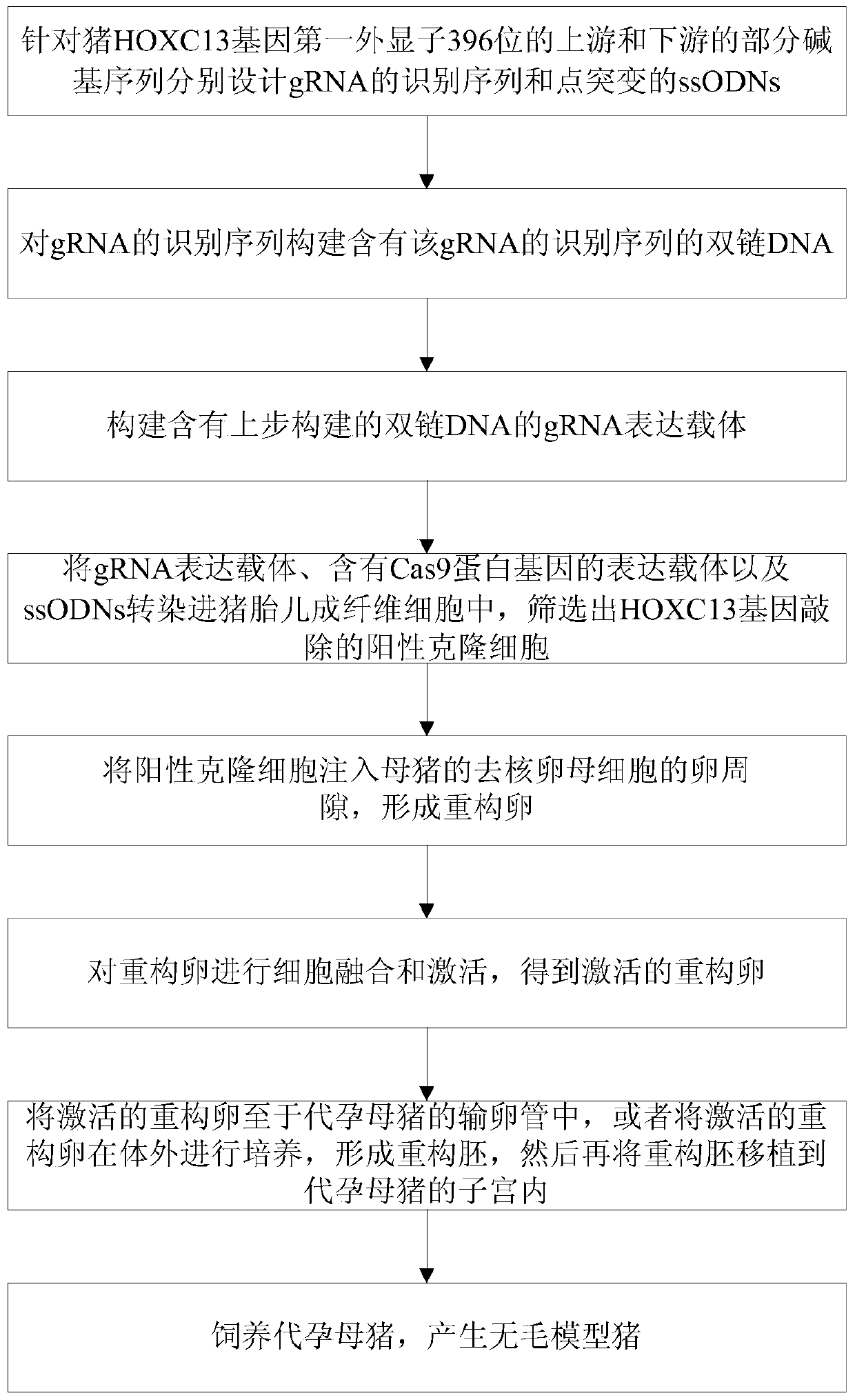 Reconstructed egg of hairless model pig and its construction method and construction method of model pig