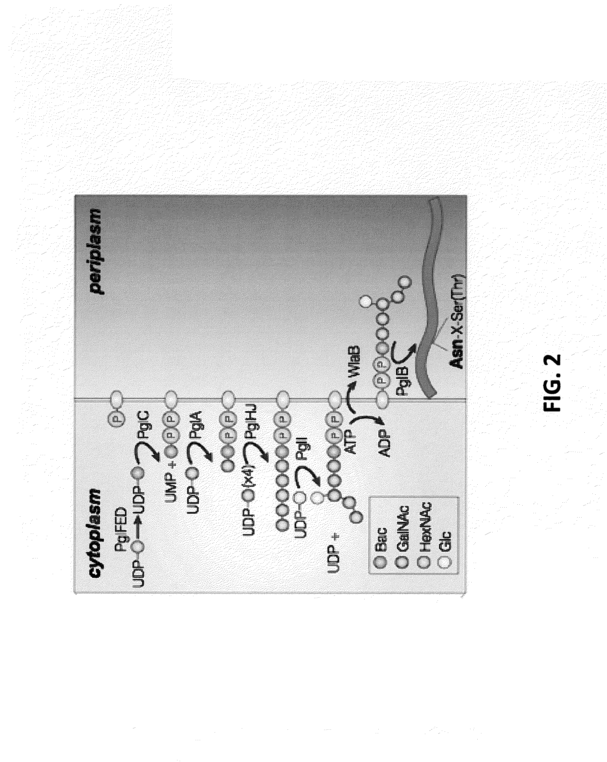 Glycosylated protein expression in prokaryotes