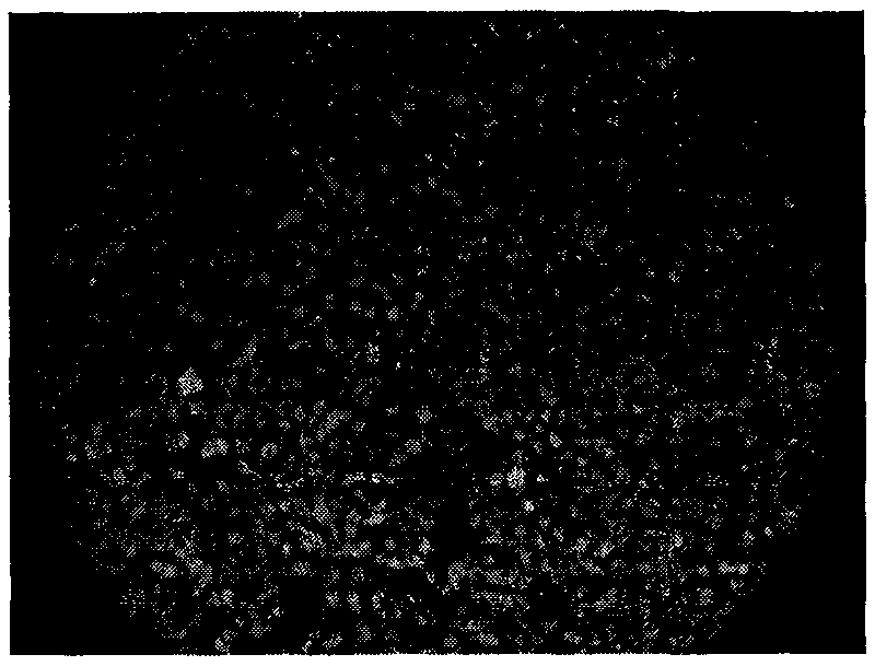 Dual-host recombination rhabdovirus expression vector and construction method and application thereof