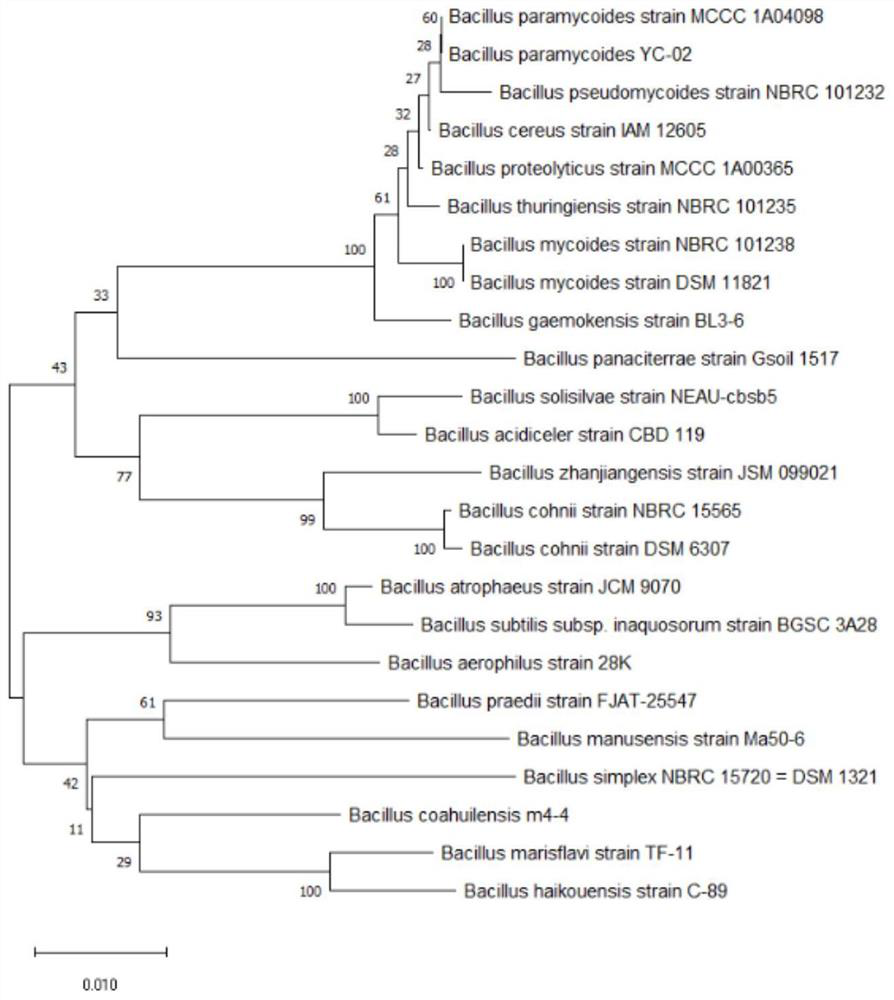 Bacillus paramushroom preparation for degrading uric acid and preparation method and application of bacillus paramushroom preparation