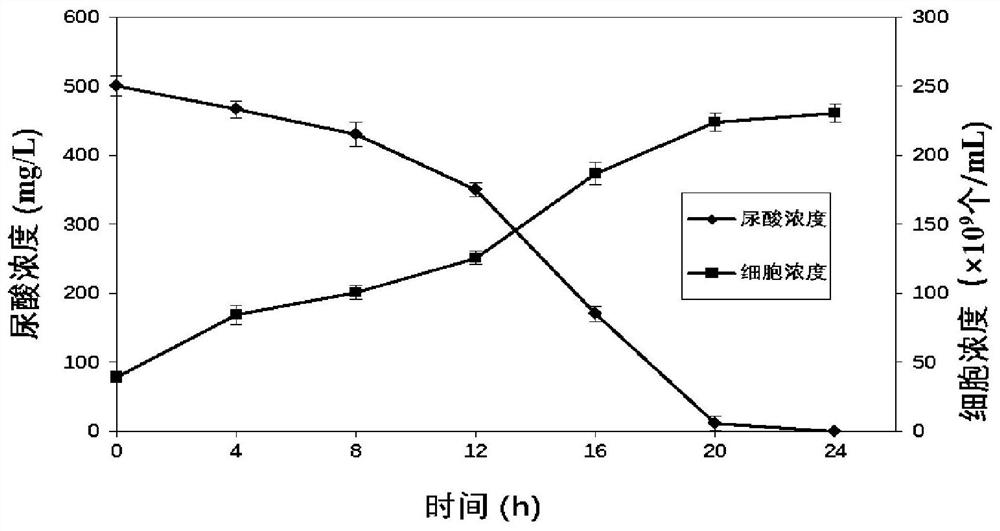 Bacillus paramushroom preparation for degrading uric acid and preparation method and application of bacillus paramushroom preparation