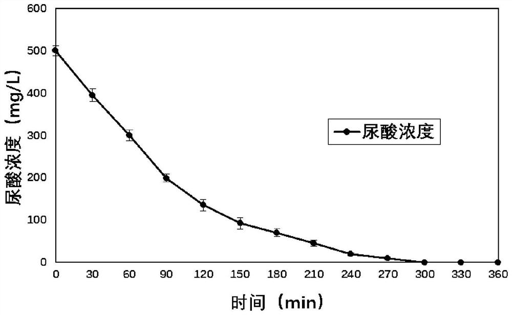 Bacillus paramushroom preparation for degrading uric acid and preparation method and application of bacillus paramushroom preparation