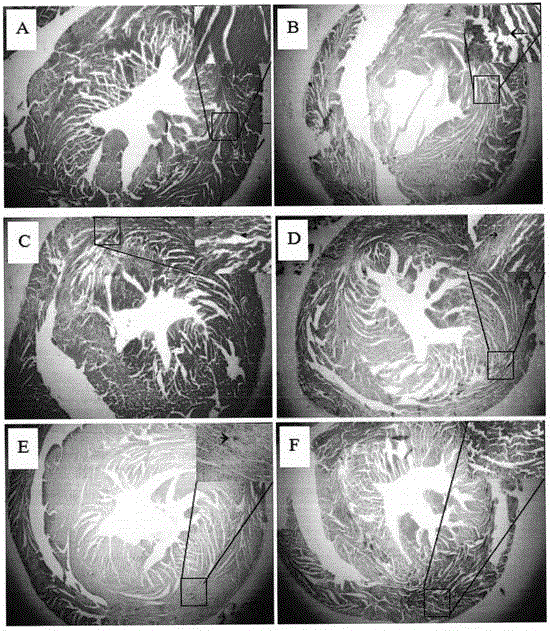 Velvet antler protein extract and pharmic application thereof