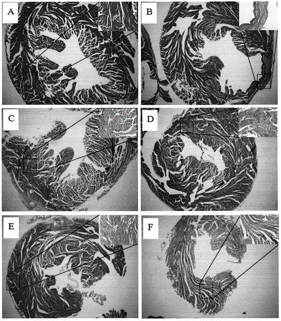 Velvet antler protein extract and pharmic application thereof