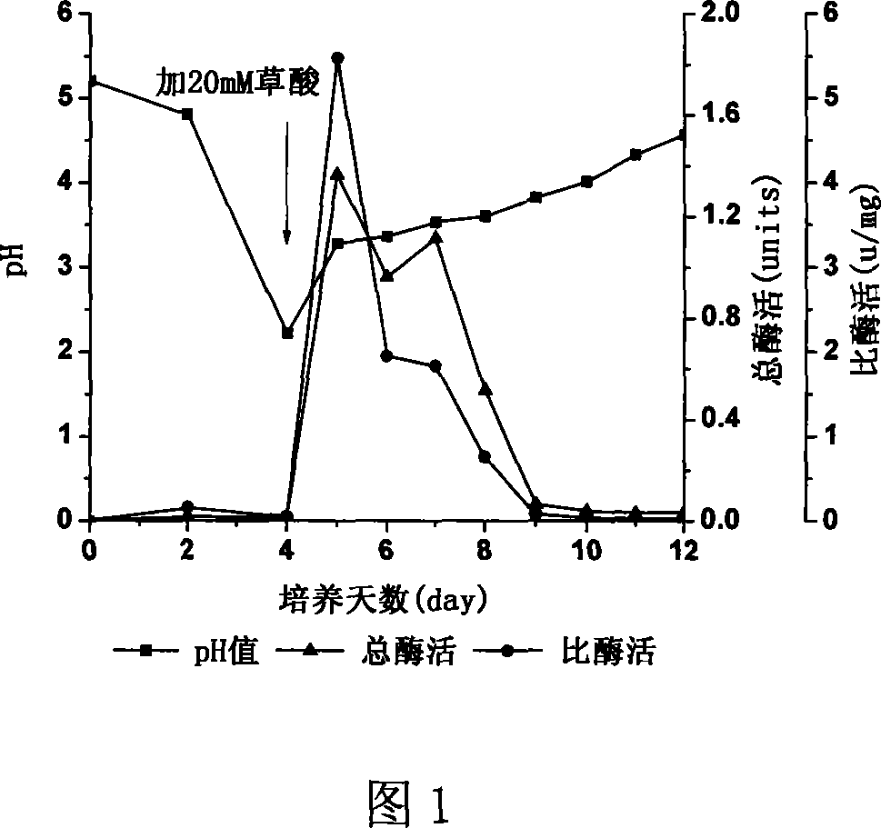 Method for preparing oxalic acid decarboxylase by fungus