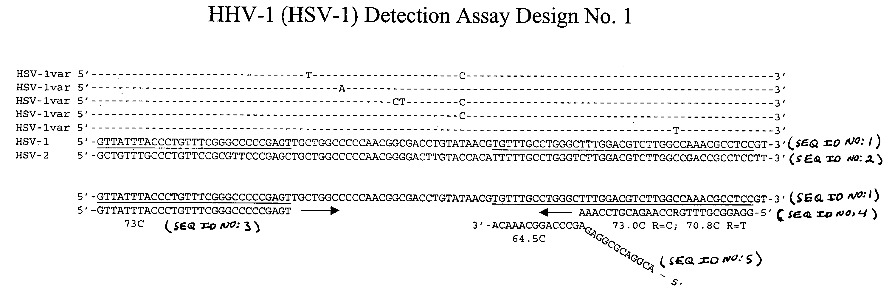 Detection of human herpesviruses