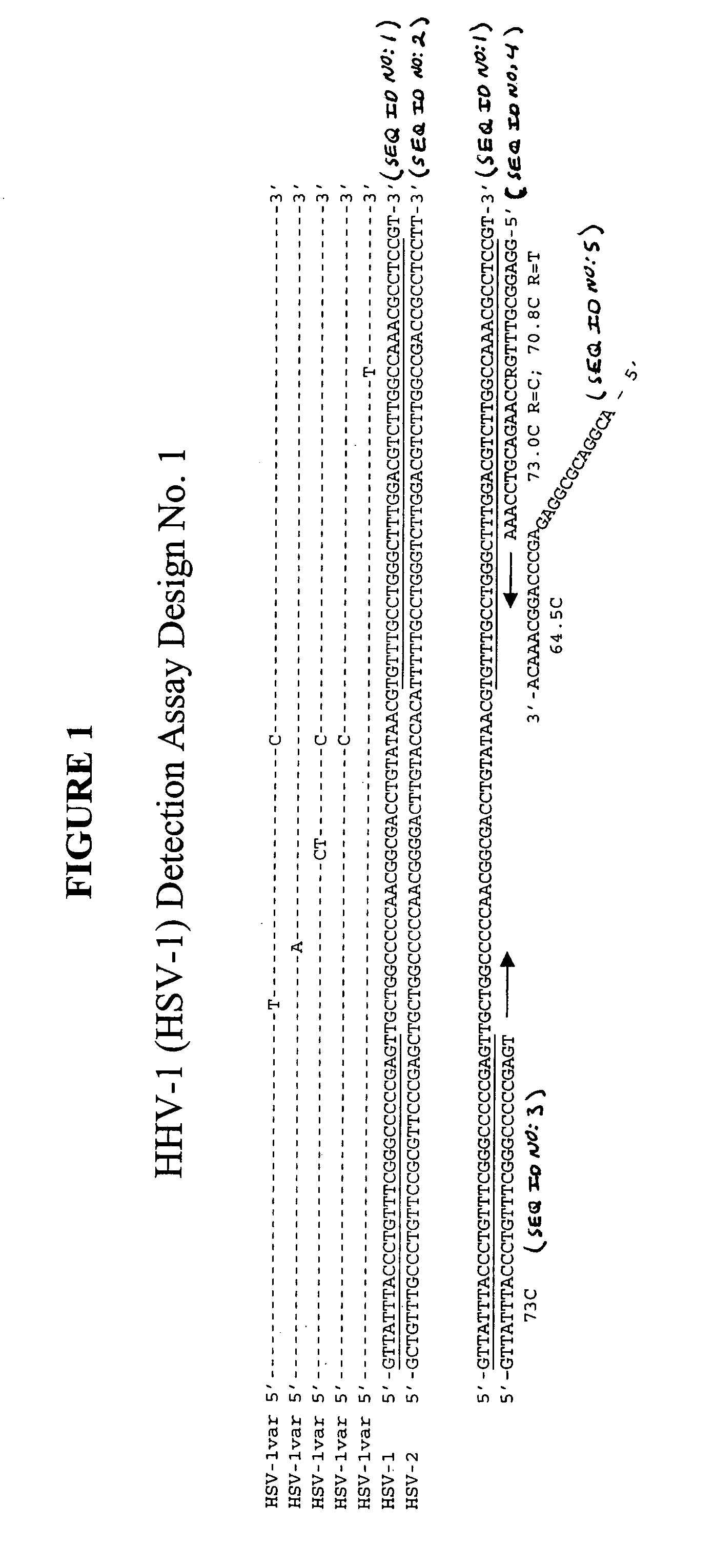 Detection of human herpesviruses