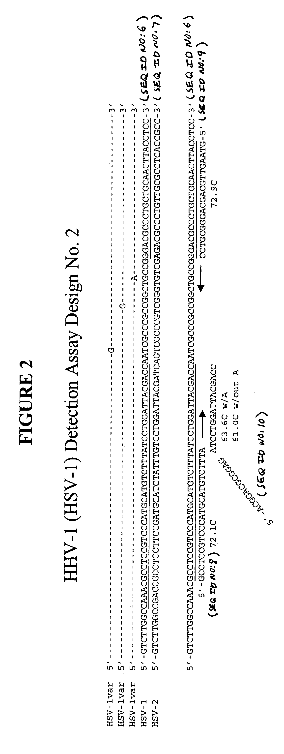 Detection of human herpesviruses