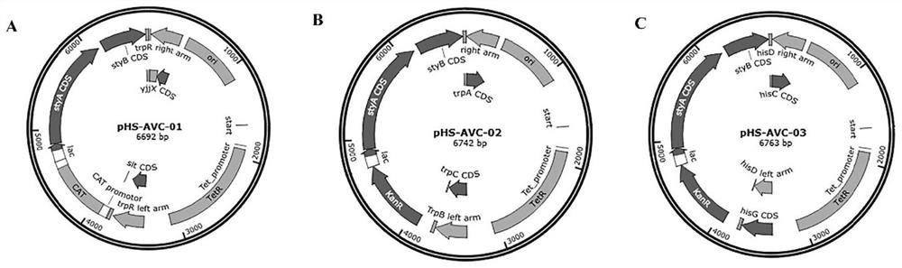 Recombinant strain as well as preparation method and application thereof