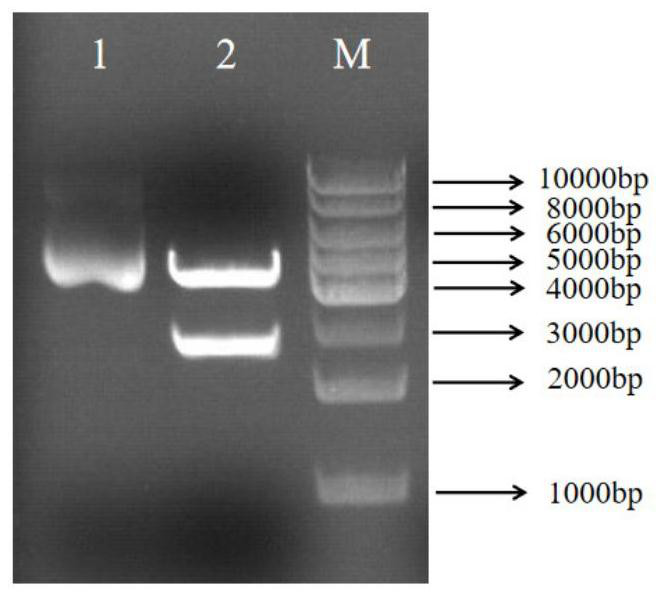 Recombinant strain as well as preparation method and application thereof