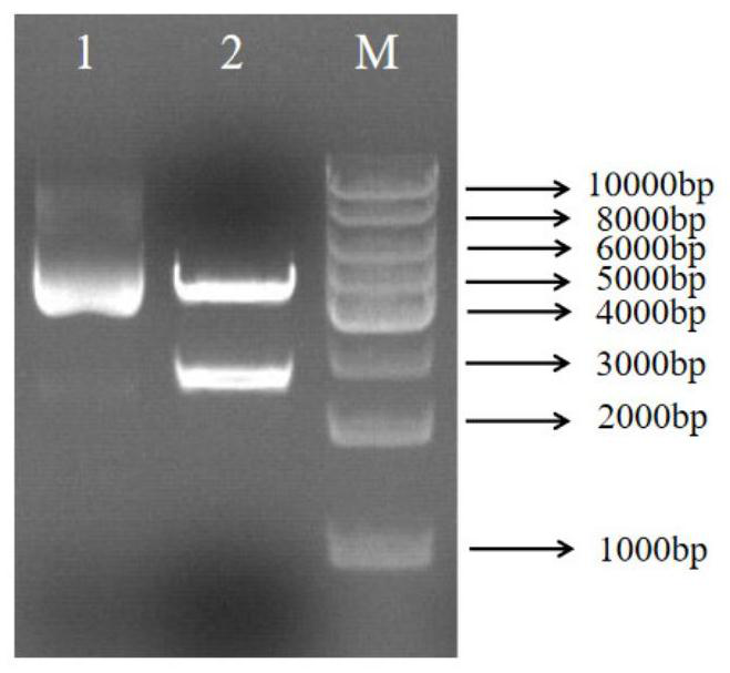 Recombinant strain as well as preparation method and application thereof