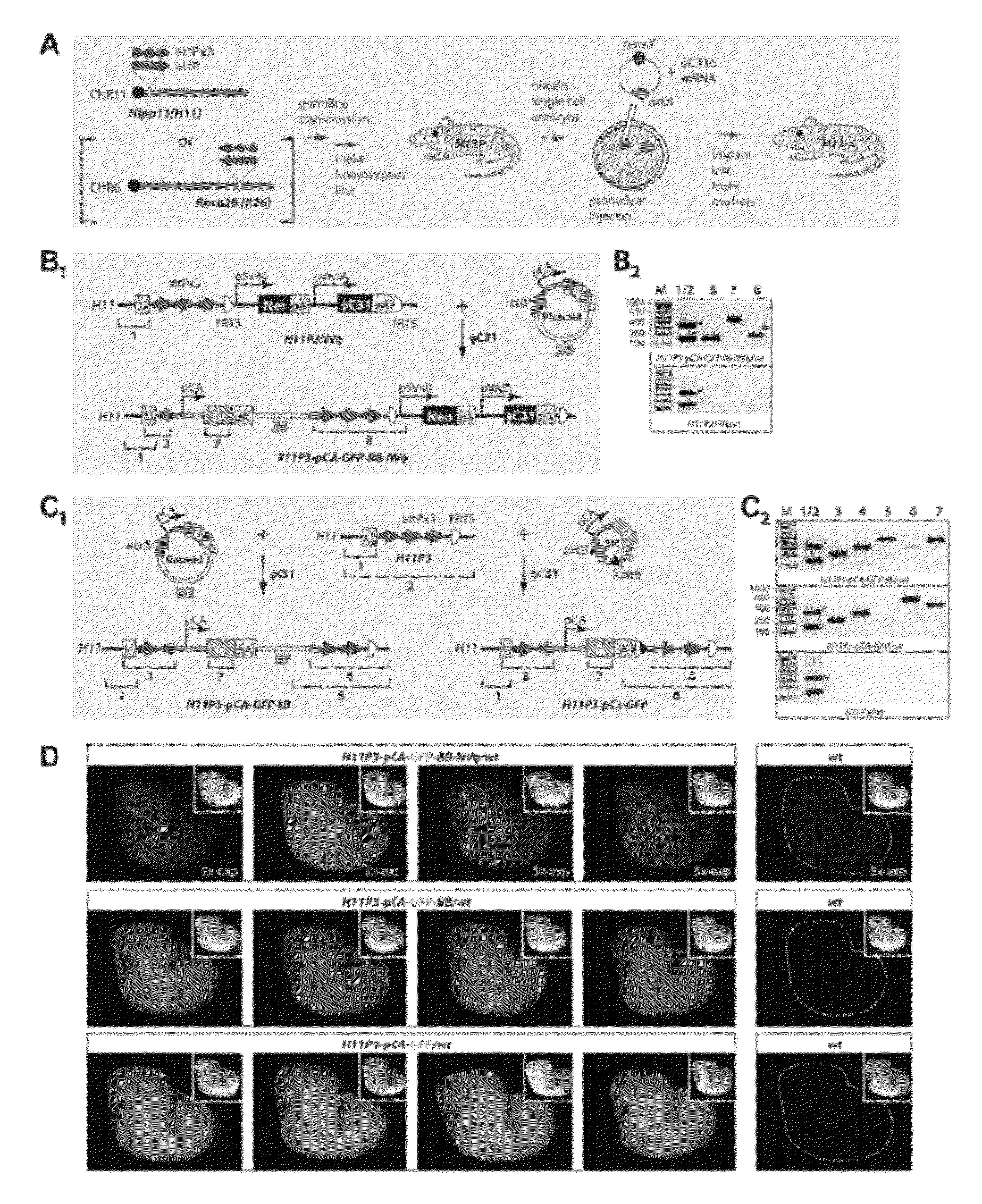 Site-Directed Integration of Transgenes in Mammals