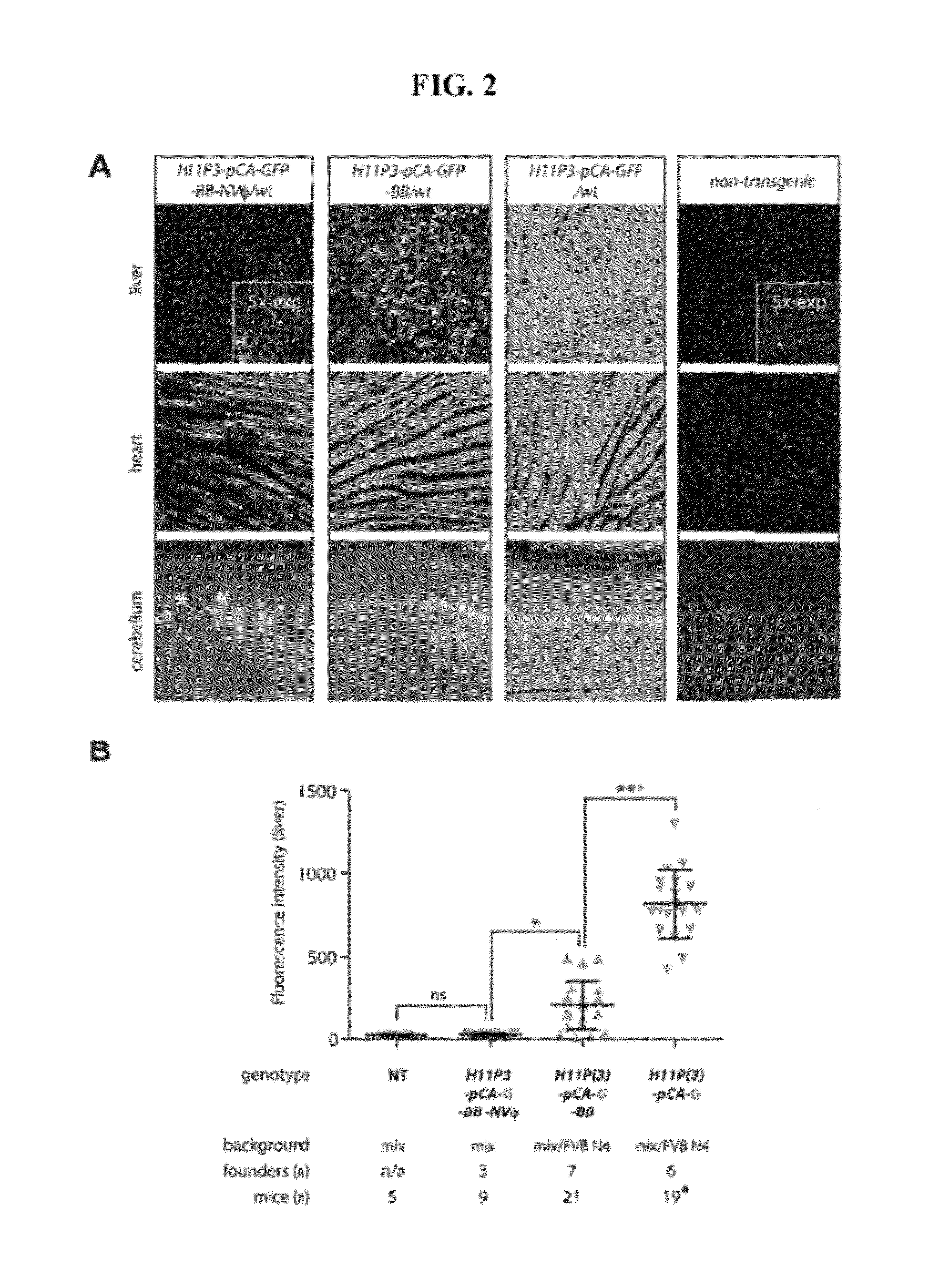 Site-Directed Integration of Transgenes in Mammals