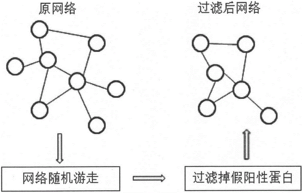 Protein composite identification method based on random walking model