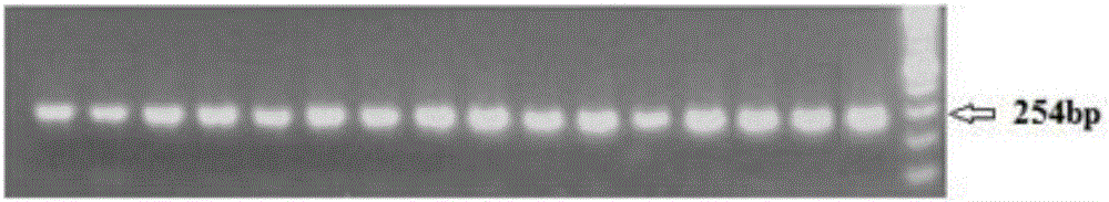 Primers for detecting methylation degree of BDNF gene promoter region and application of primers