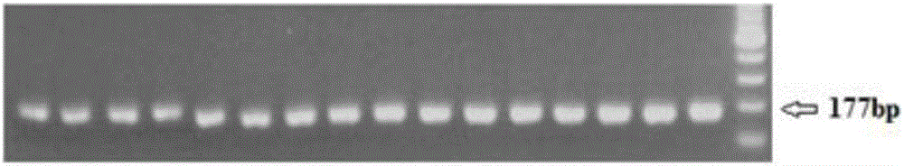 Primers for detecting methylation degree of BDNF gene promoter region and application of primers