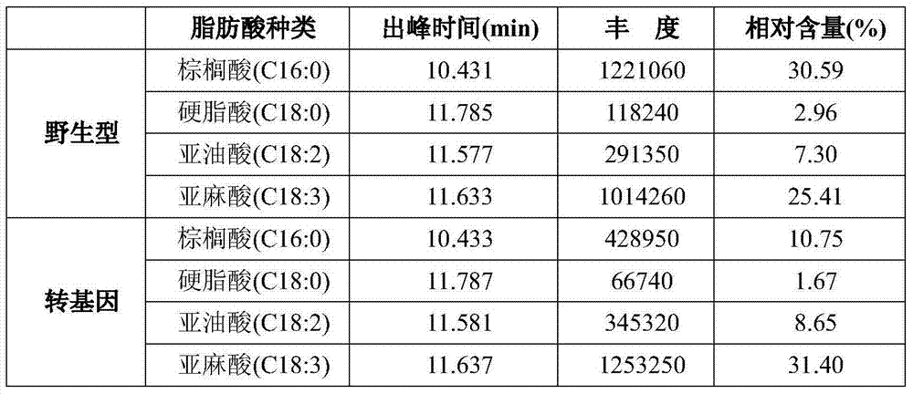 Genetic transformation and regeneration method for eucalyptus