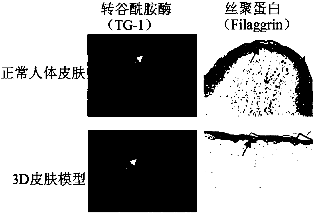 3D full-layer skin model, culture medium for forming 3D full-layer skin model and preparation method of 3D full-layer skin model