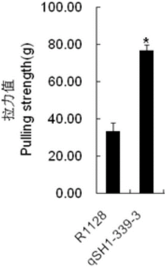 Molecular improvement method for lowering rice grain seed holding