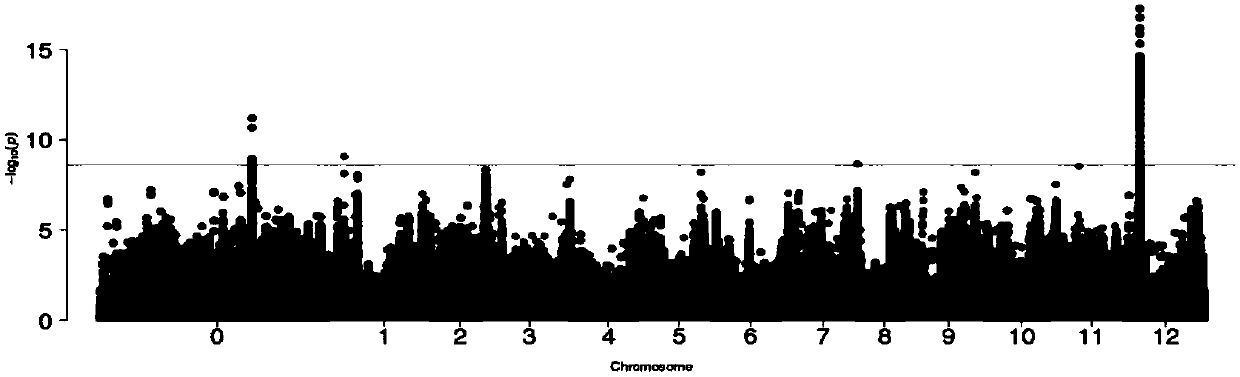 SNP locus closely related to orientation of capsicum fruit and its universal molecular marker, acquisition method and application thereof