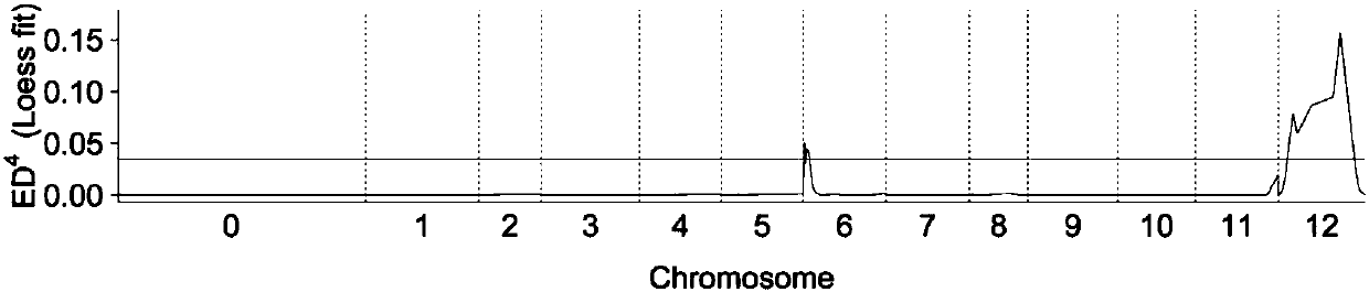 SNP locus closely related to orientation of capsicum fruit and its universal molecular marker, acquisition method and application thereof