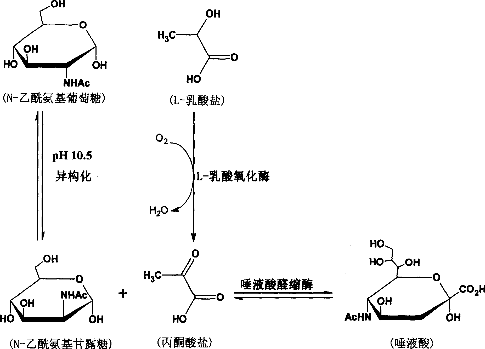 Preparation of valuable sialinic acid from cheap sodium lactate by multi-step coupling bio-conversion