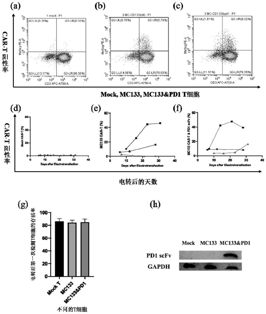 Preparation method of CAR-T cell with CD133 specificity, based on non-viral vector and capable of automatically secreting PD1 scFv