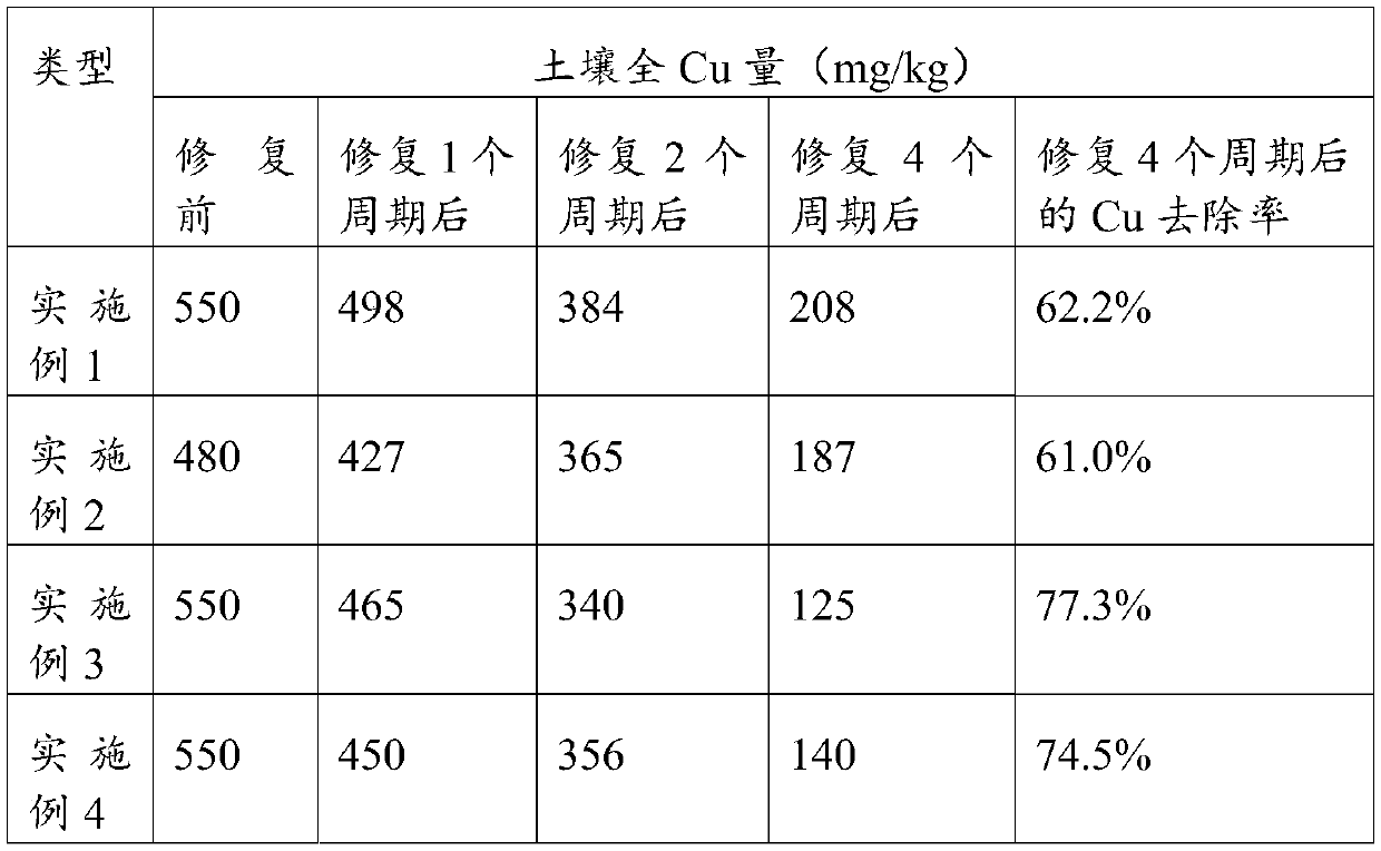 Green plant remediation method for heavy metal contaminated soil